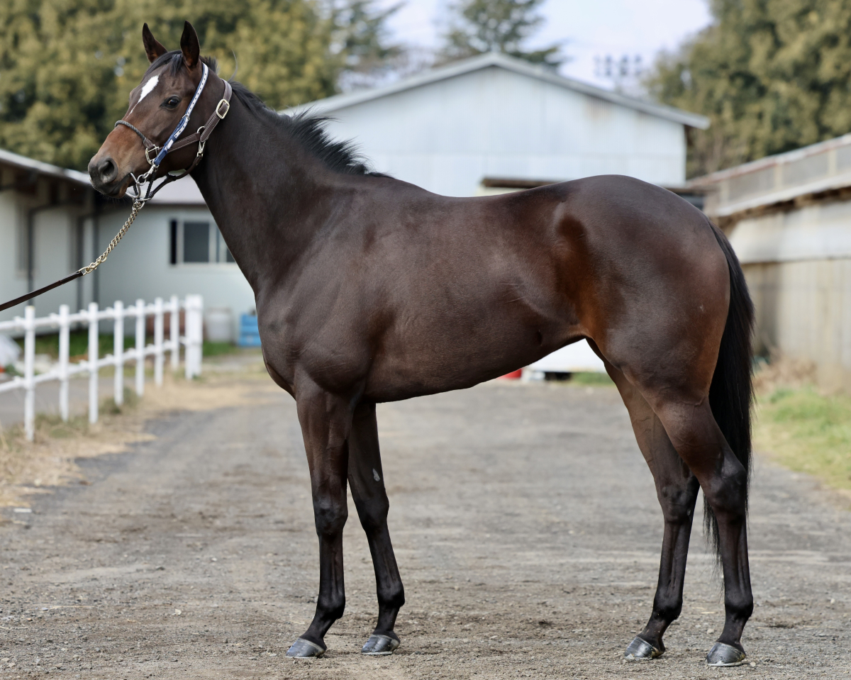 プレシャスノワール　　牝３歳　　※中央競馬　登録抹消_main1