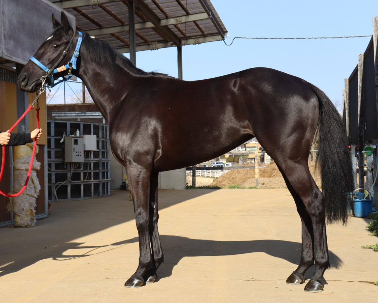 モナート　　牝３歳　　※中央競馬　登録抹消_main1