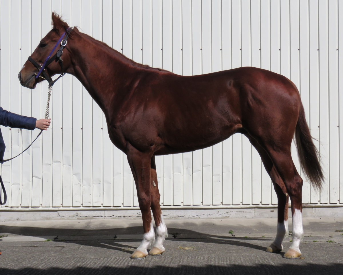 ユイノナナフシギ　　牡３歳　　※中央競馬　登録抹消_main1