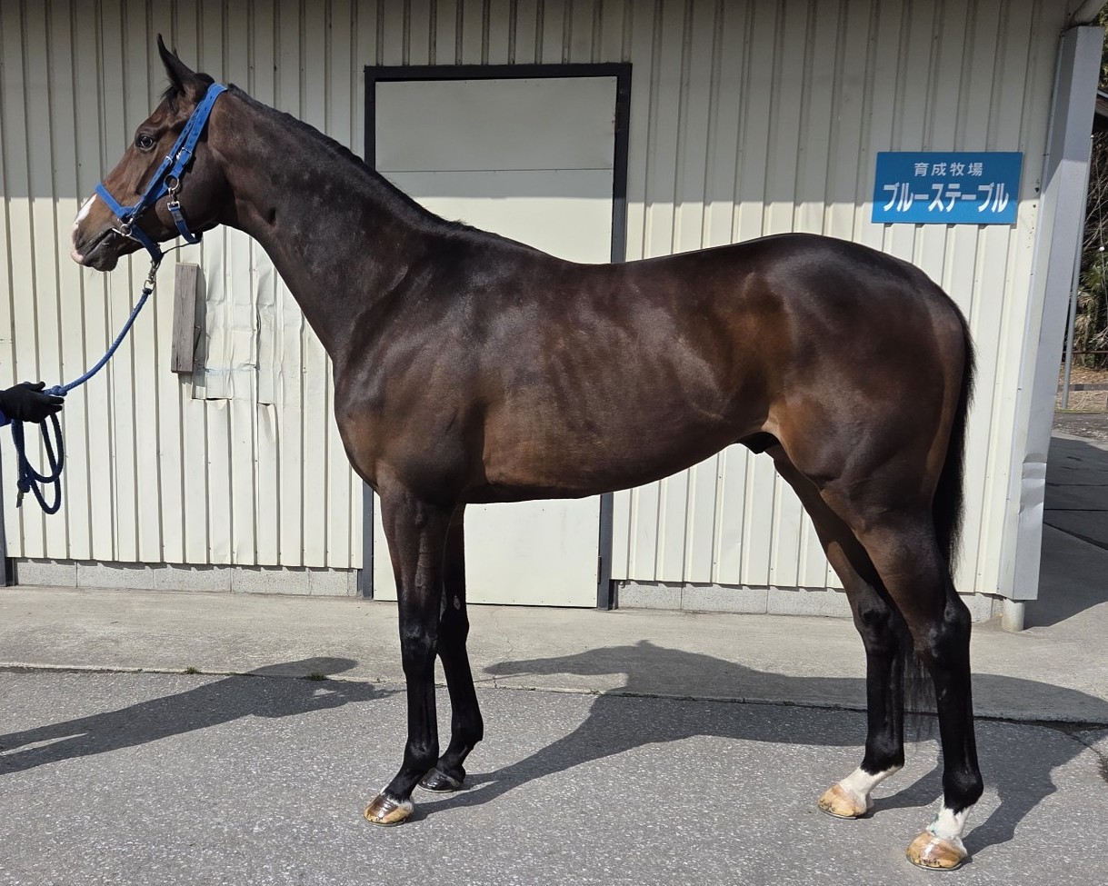 ロイヤルドリーム　　牡３歳　　※中央競馬　登録抹消_main1
