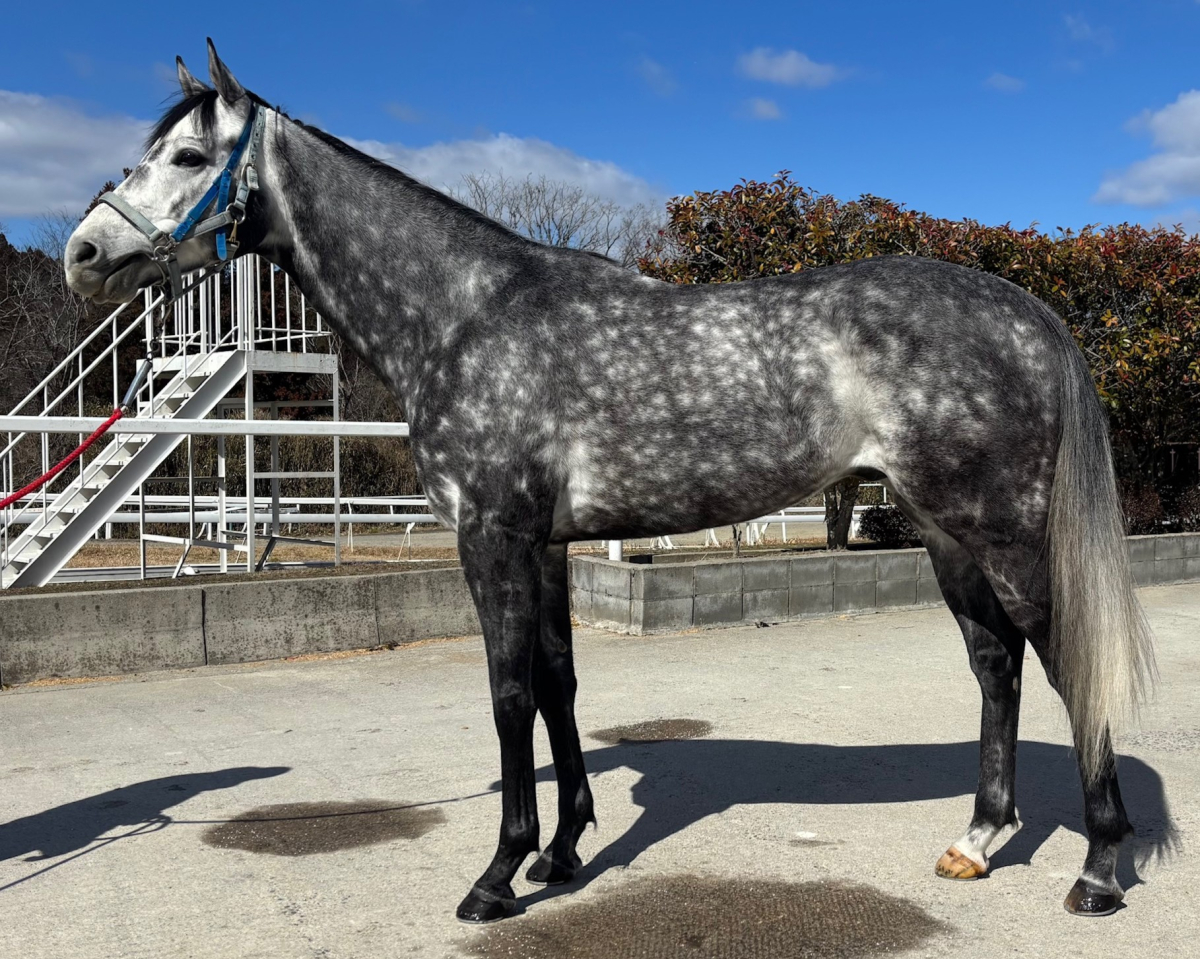 ピエナクレスコ　　牡５歳　　※中央競馬　登録抹消_main1