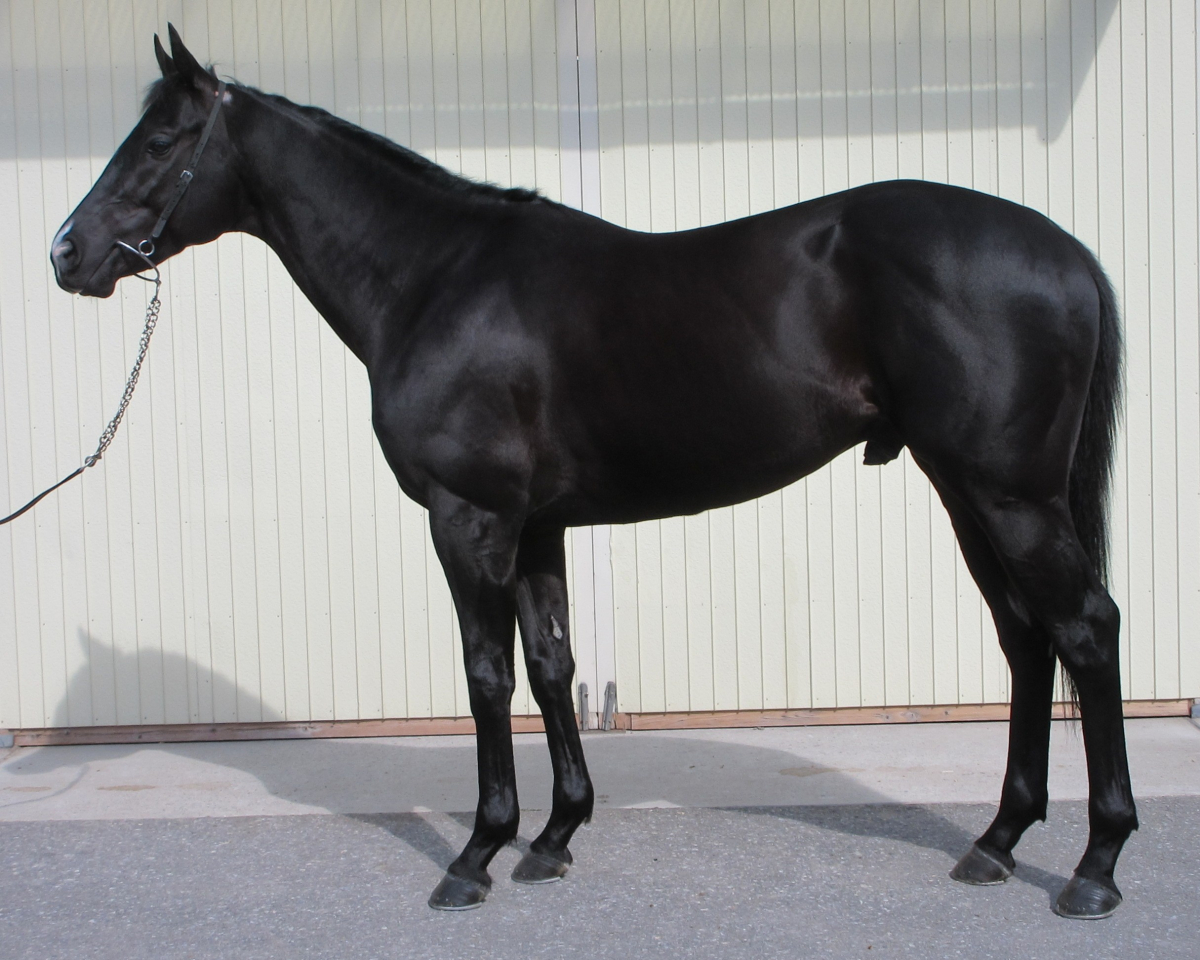 カジカライズ　　牡５歳　　※中央競馬　登録抹消_main1