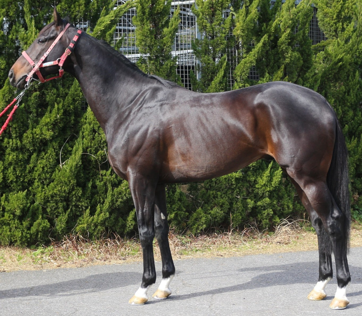 エコロマーズ　　牡５歳　　※中央競馬　登録抹消_main1