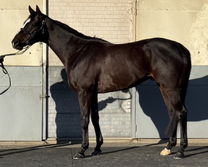 アポロプラネット　　牡７歳　　※中央競馬　登録抹消_main1