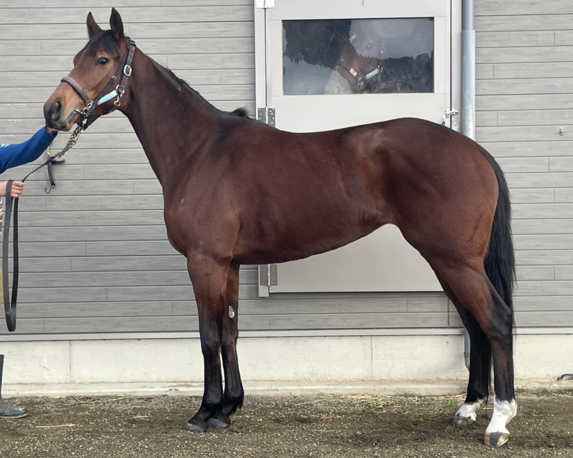 ラブラブセイナ　　牝３歳　　※地方競馬　在籍_main1