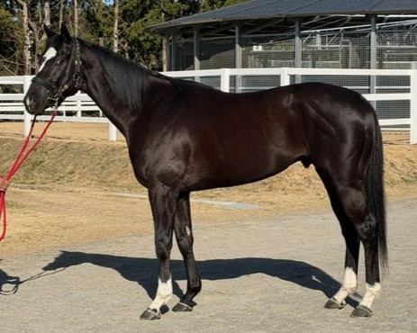 ヤマワケ　　牡４歳　　※地方競馬　在籍_main1