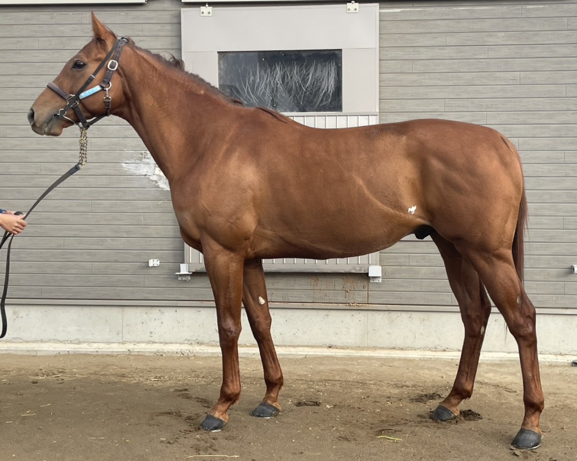 グローリアスキング　　牡４歳　　※地方競馬　在籍_main1