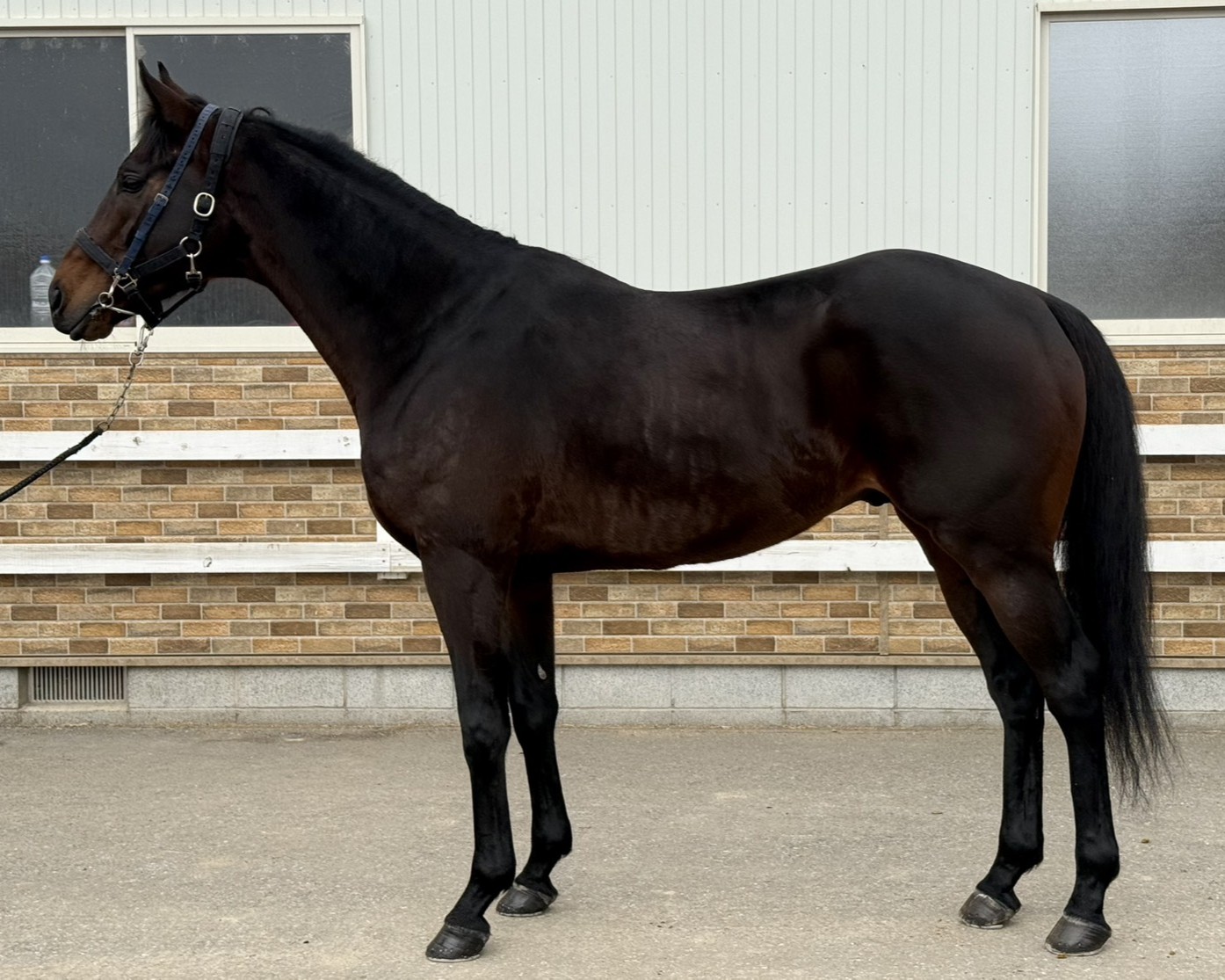 セクシーコマンドー　　牡６歳　　※地方競馬　在籍_main1