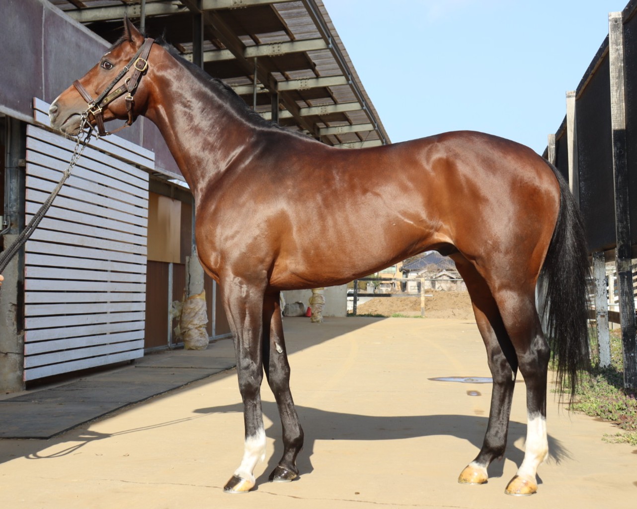 クアトロフォンテ　　牡７歳　　※地方競馬　在籍_main1