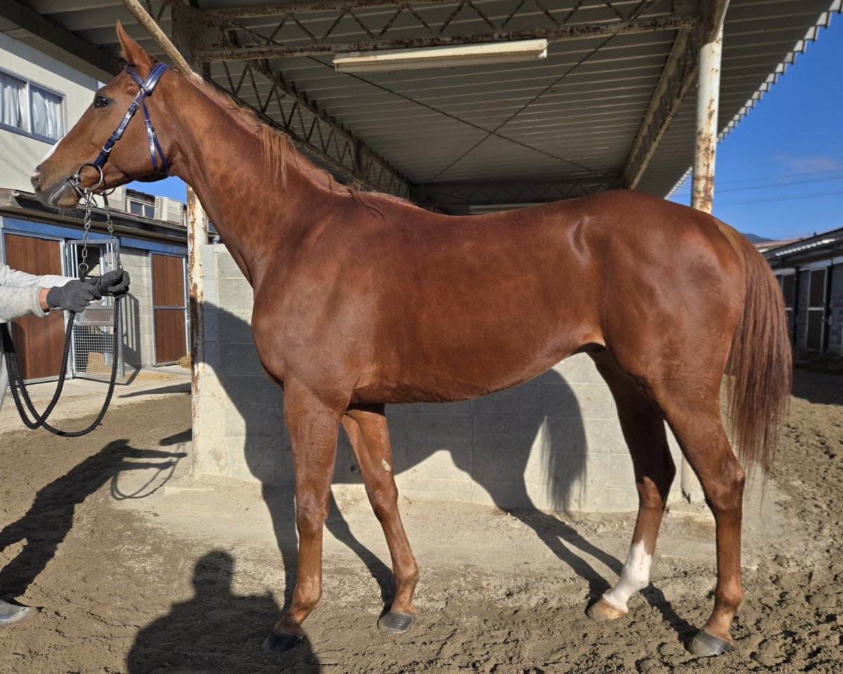 ベネロングポイント セン7歳 ※地方競馬 在籍 | サラブレッドオークション