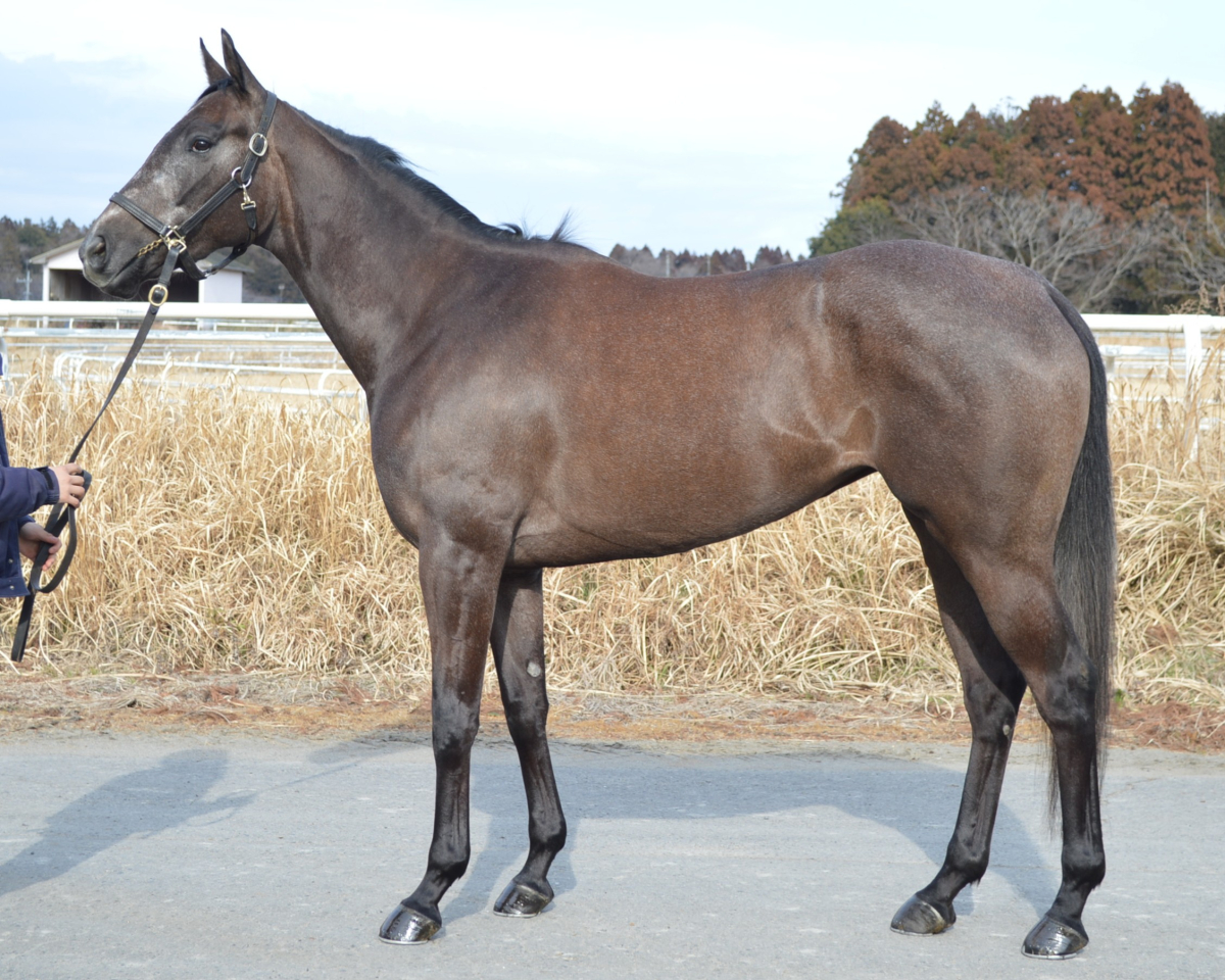 シルバークラフト　　牝３歳　　※中央競馬　登録抹消_main1