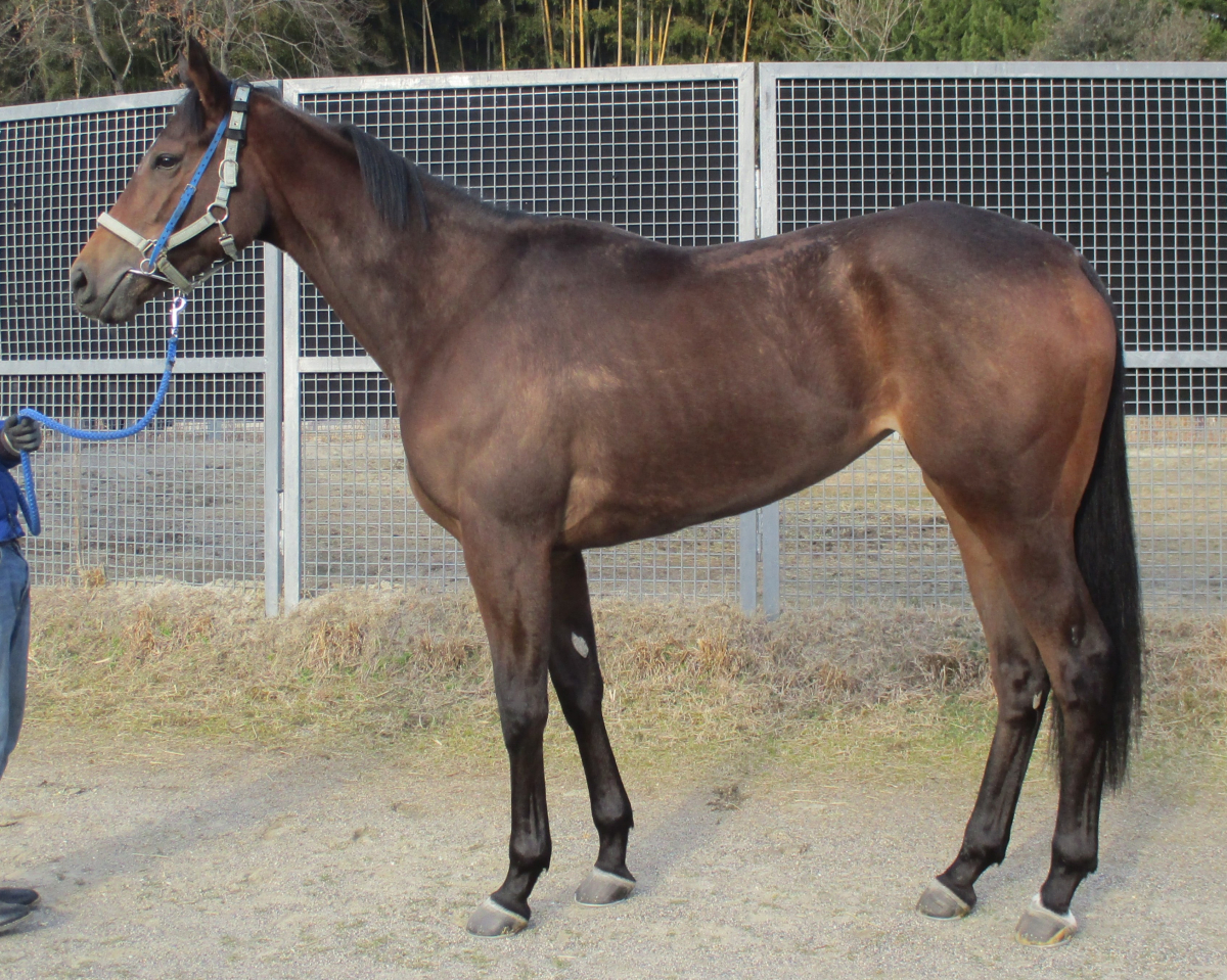 ルーン　　牝３歳　　※中央競馬　登録抹消_main1