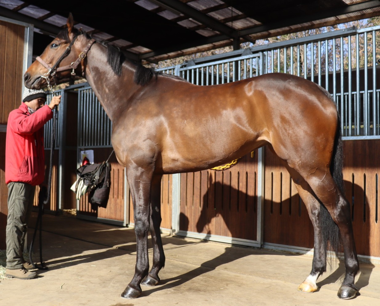 フローティンローズ　　牝５歳　　※地方競馬　在籍_main1