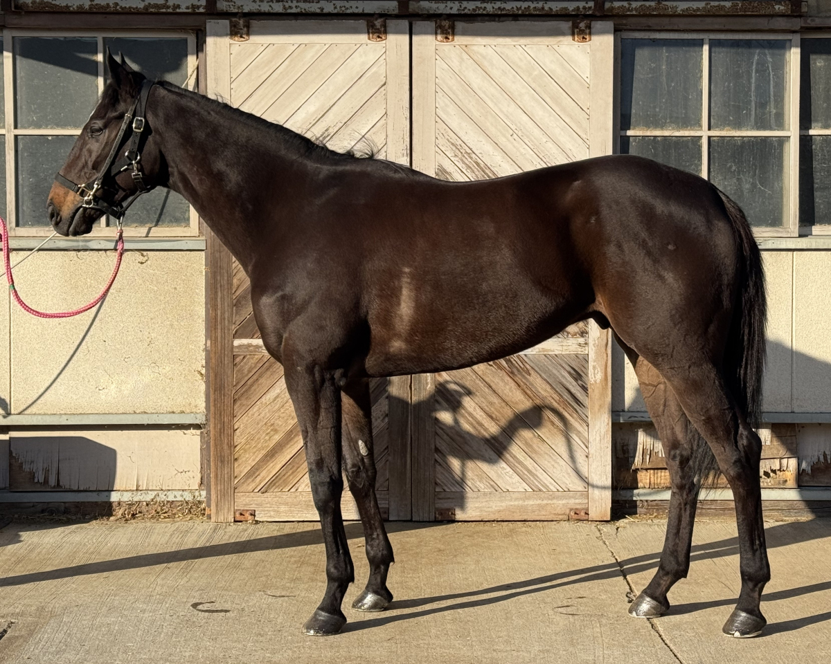 サンクスグランパ　　セン８歳　　※地方競馬　在籍_main1