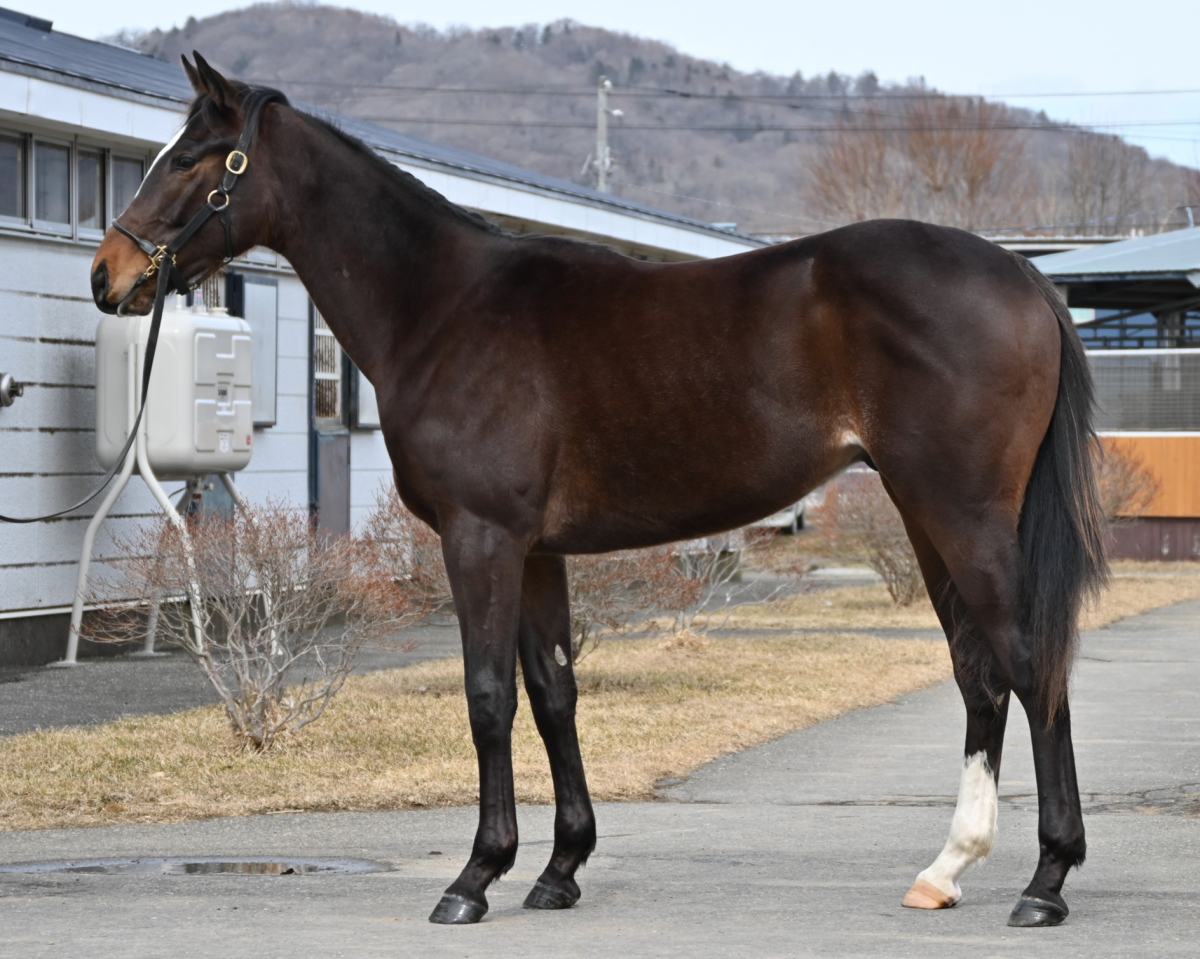 シスターフラッグの24　　牡２歳　　※育成馬　育成中の２歳馬_main1