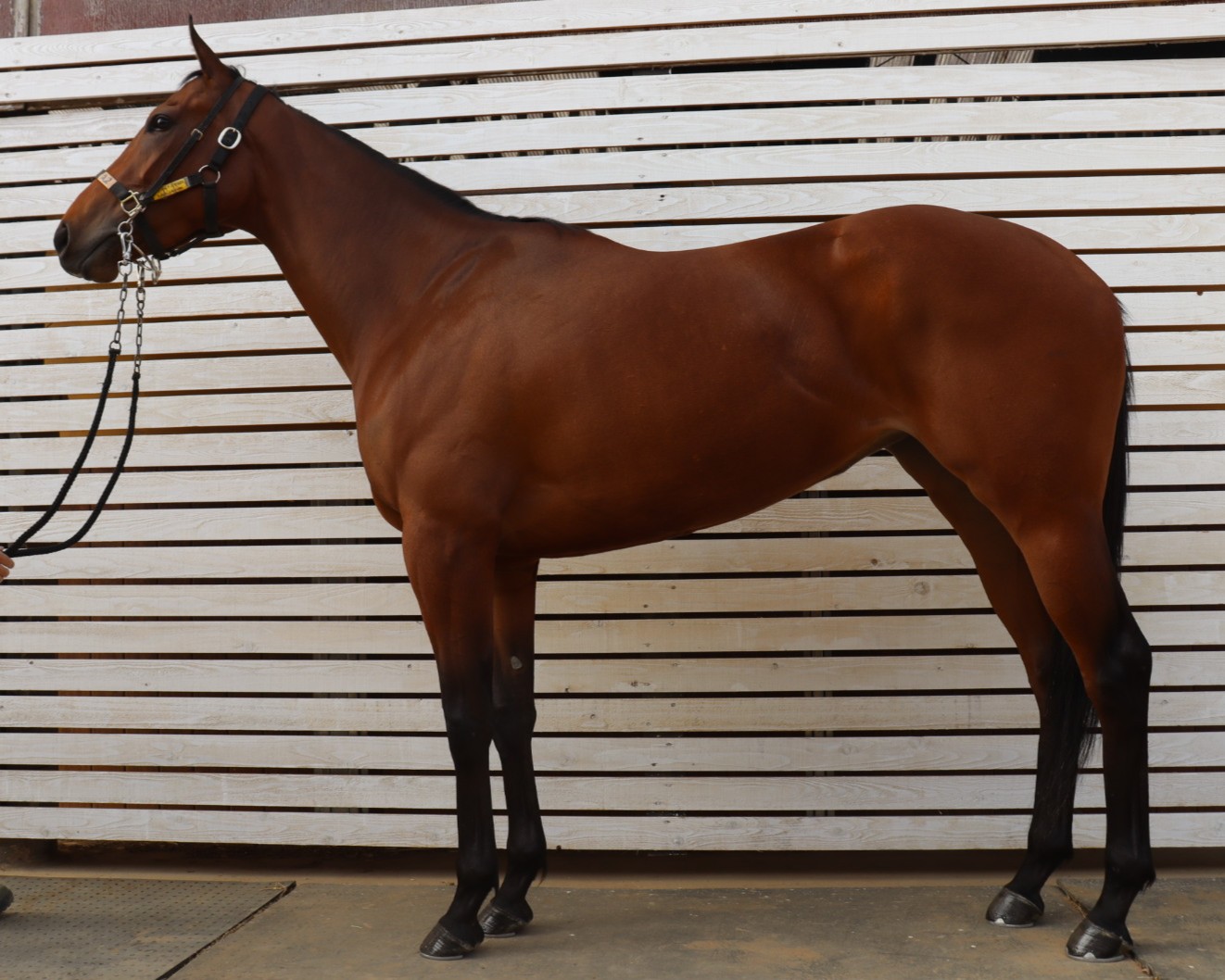 ボンヴィアッジョ　　牝３歳　　※中央競馬　登録抹消_main1