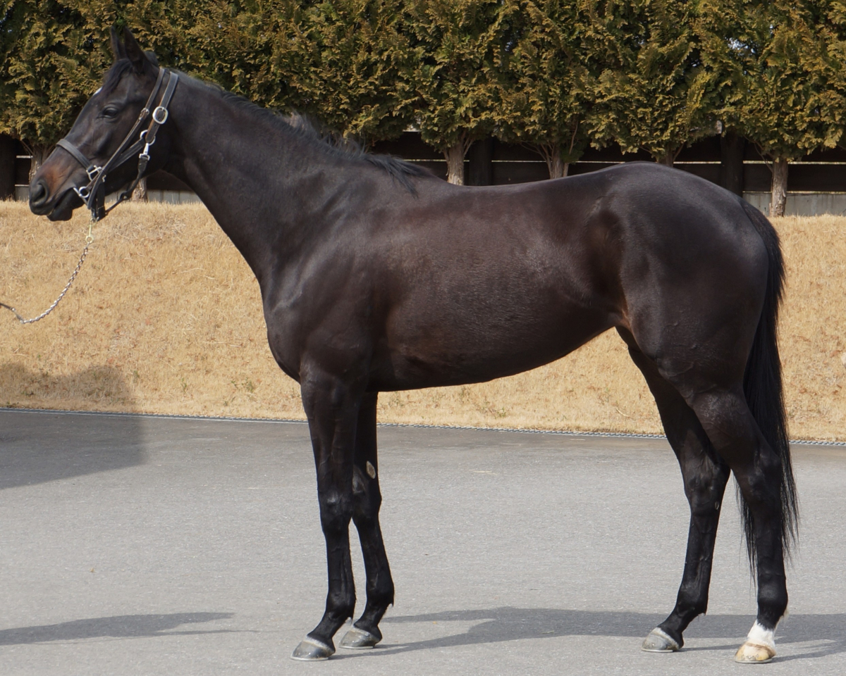 ミツカネマルテ　　牝３歳　　※中央競馬　登録抹消_main1