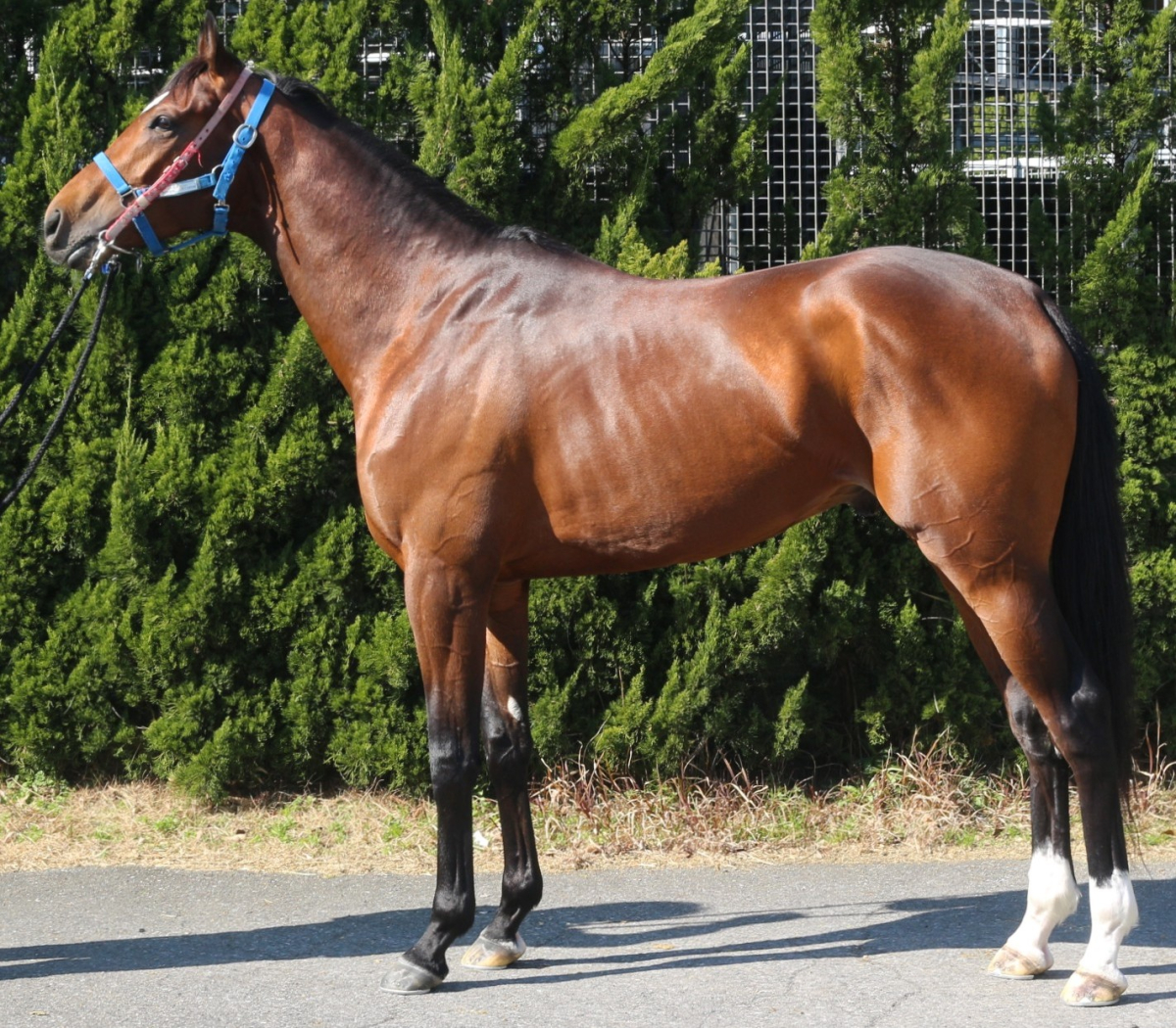 メガクローム　　牡３歳　　※中央競馬　登録抹消_main1