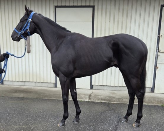 ビッキーセカンド　　セン３歳　　※中央競馬　登録抹消_main1