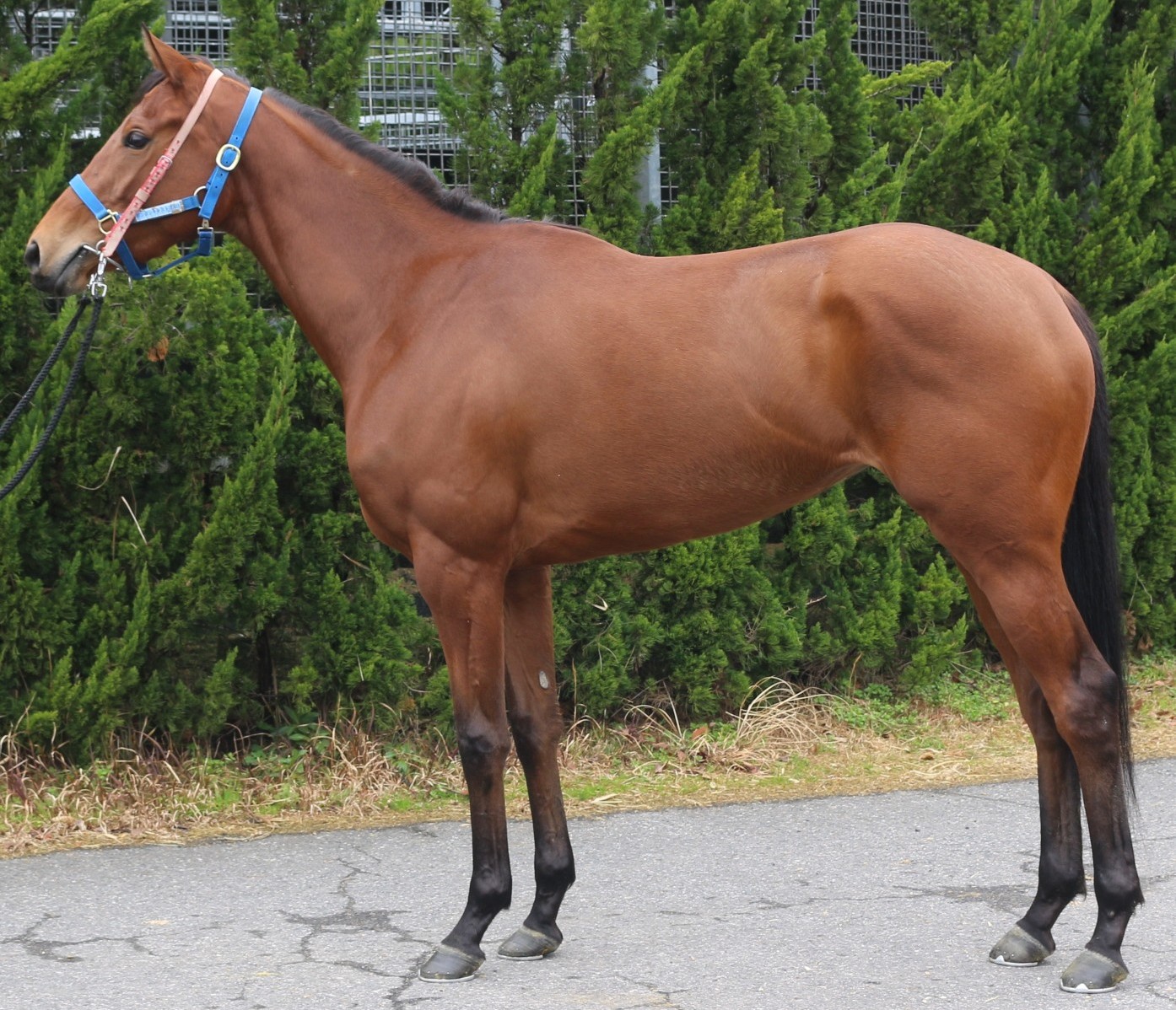 ベアコルム　　牝３歳　　※中央競馬　登録抹消_main1