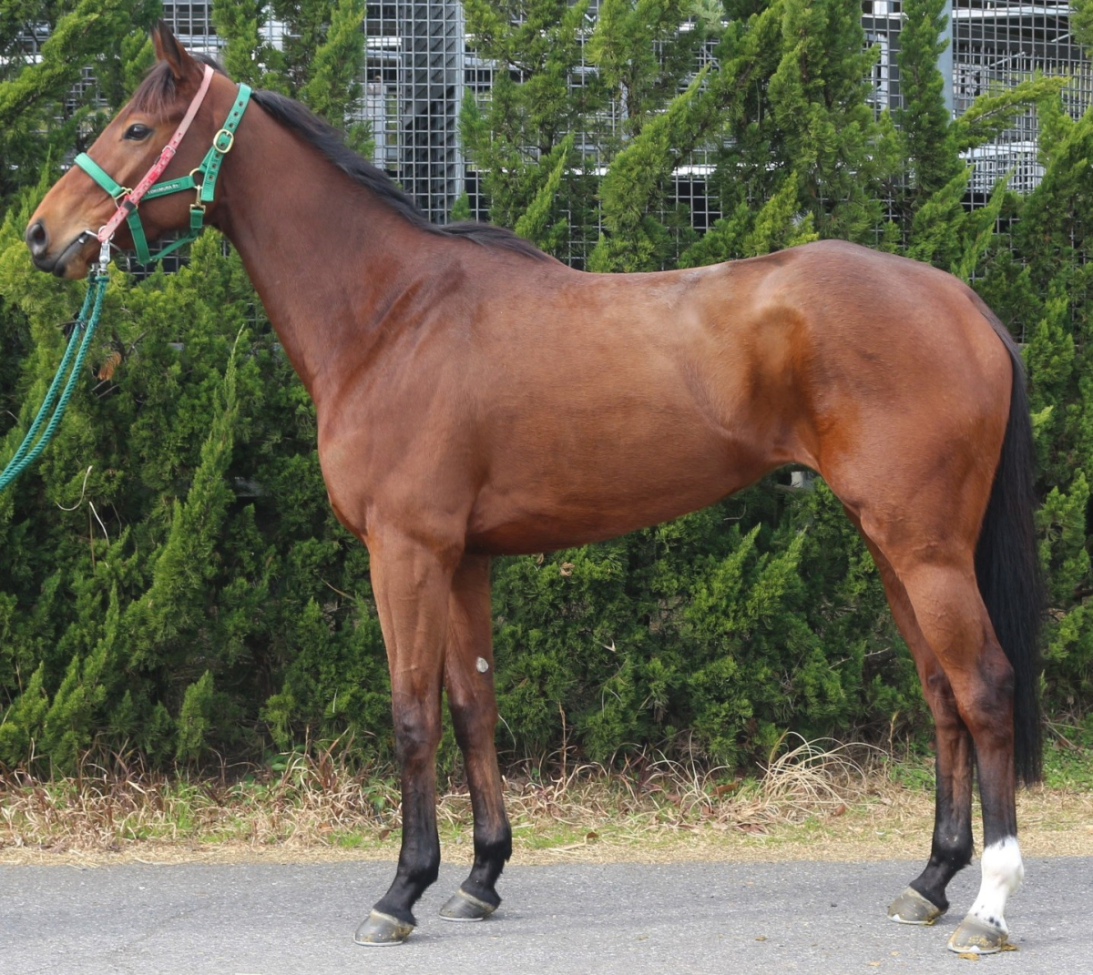 ワイドリューレント　　牝４歳　　※中央競馬　登録抹消_main1