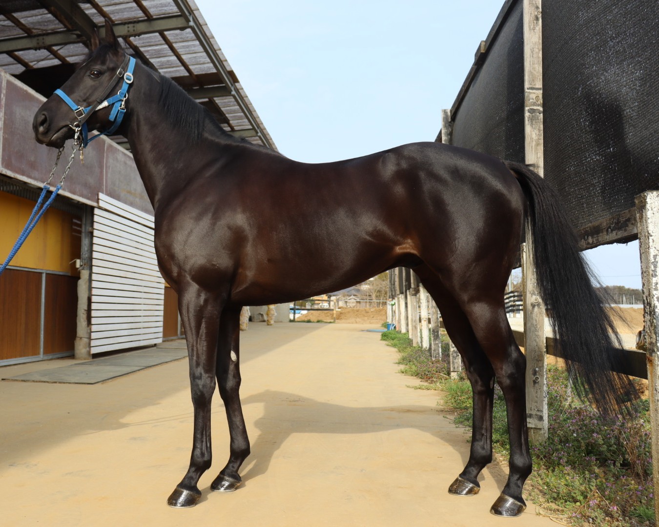 ダイユウハミルトン　　セン５歳　　※中央競馬　登録抹消_main1