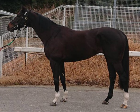 ワンダフルトゥデイ　　セン７歳　　※中央競馬　登録抹消_main1