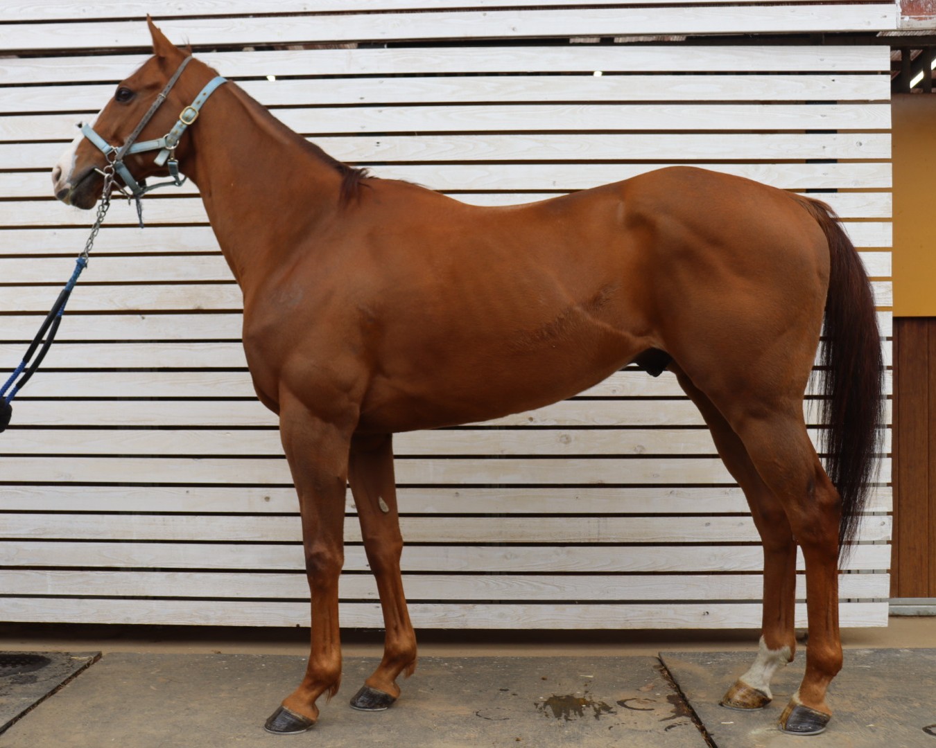 インヴァリアンス　　セン８歳　　※中央競馬　登録抹消_main1