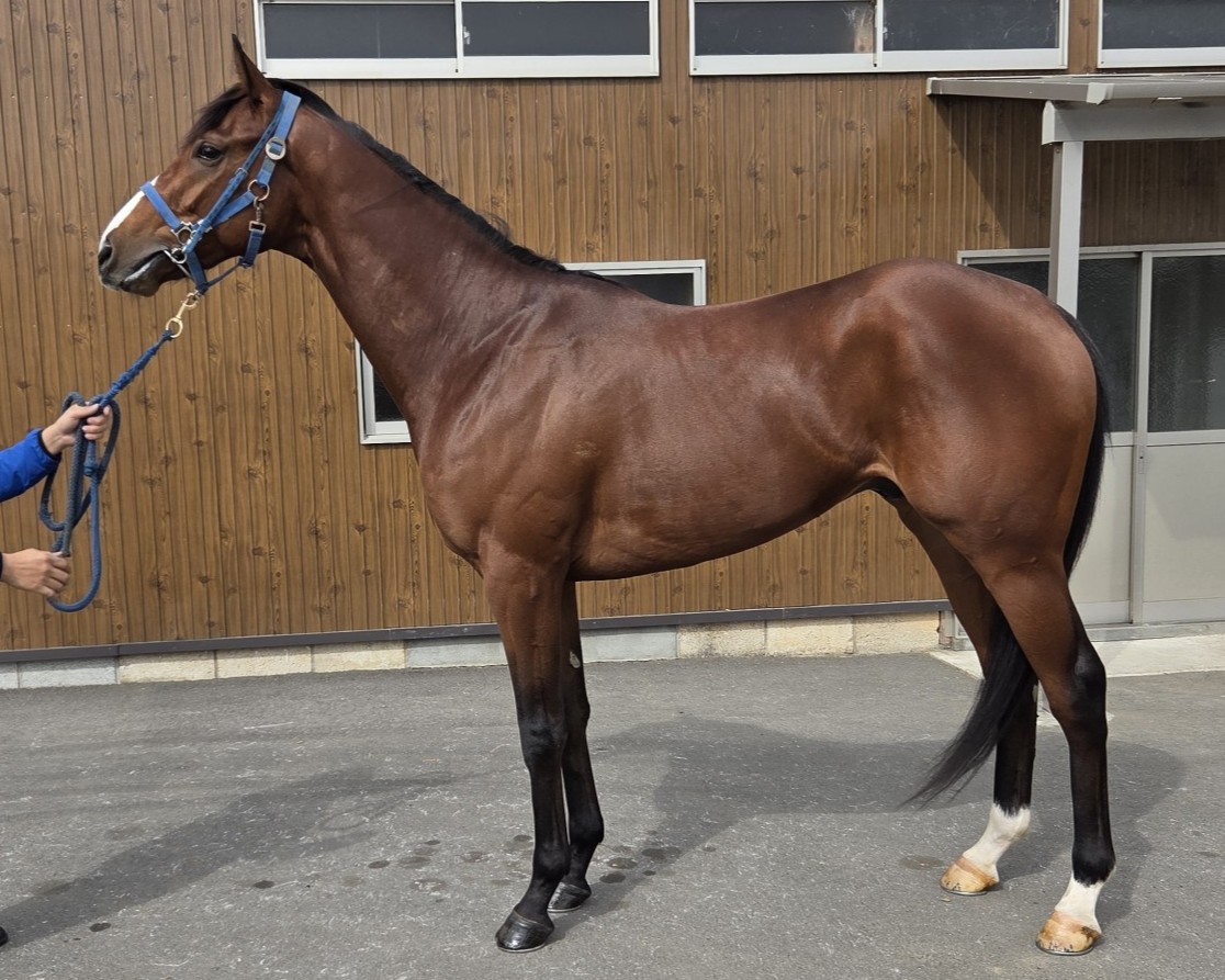 スティールソニック　　牡３歳　　※地方競馬　在籍_main1