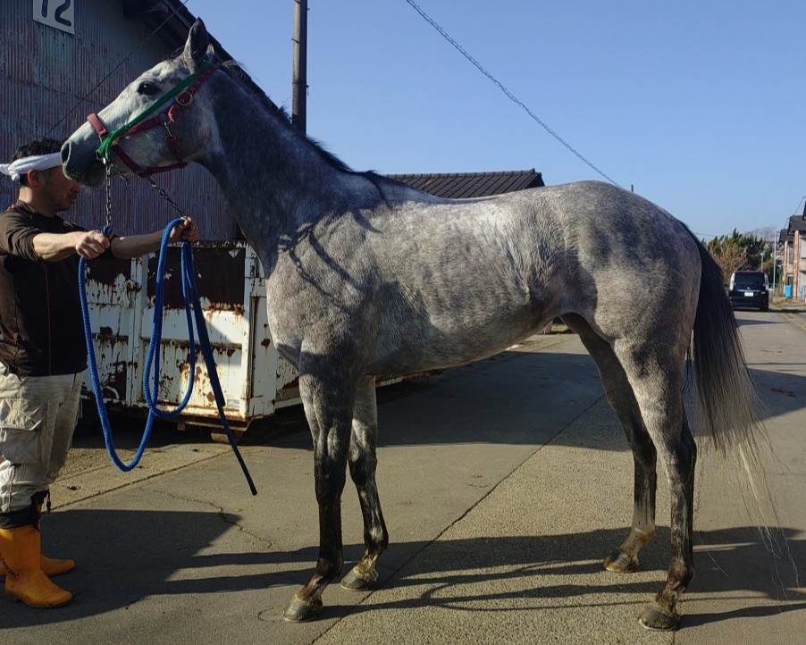 ミコノオンガエシ　　牝４歳　　※地方競馬　在籍_main1