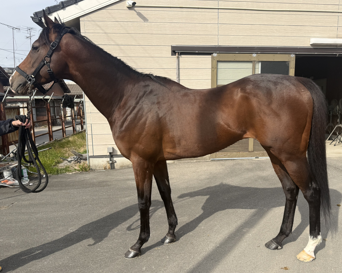 ウインマグノリア　　牡４歳　　※地方競馬　在籍_main1