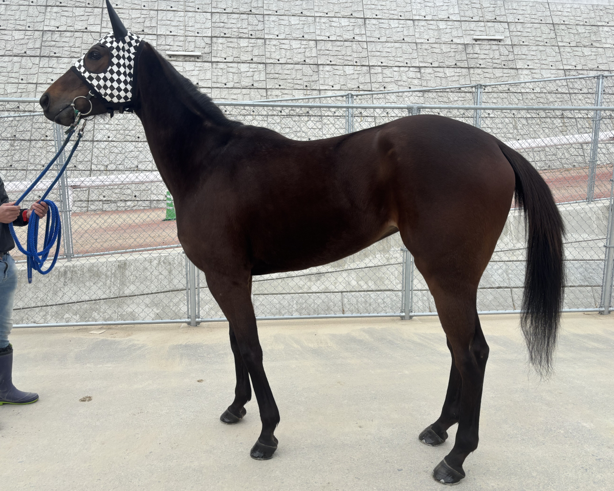 エイシンタヴェルナ　　牝４歳　　※地方競馬　在籍_main1