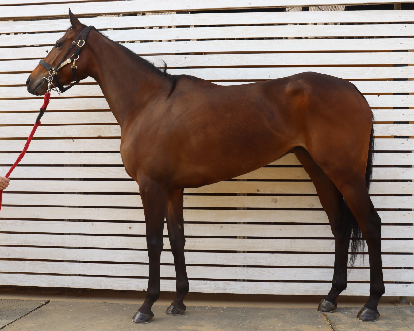 オイチノカタ　　牝４歳　　※地方競馬　在籍_main1