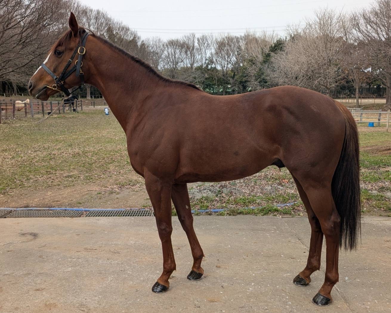 シュンレツ　　牡５歳　　※地方競馬　在籍_main1