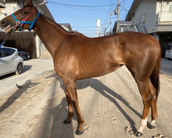 ラインポーチュラカ　　牝５歳　　※地方競馬　在籍_main1