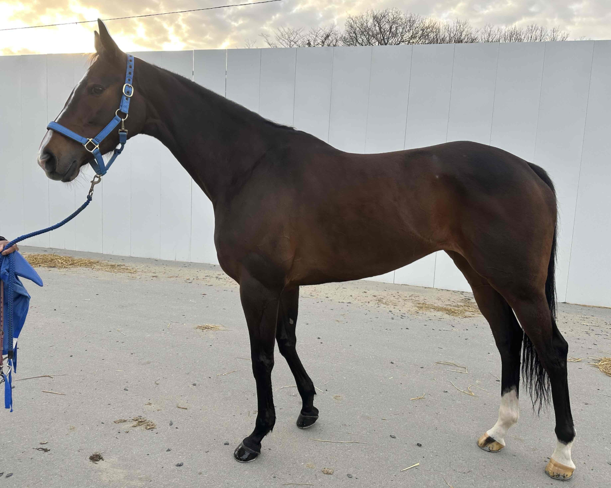 コースタルタウン　　牝６歳　　※地方競馬　在籍_main1