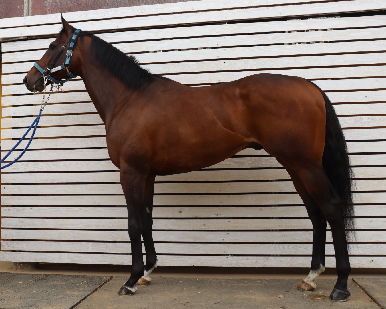 トラジェクトワール　　牡５歳　　※中央競馬　登録抹消_main1