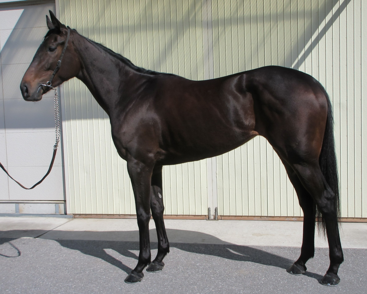 セントポールヒロ　　牝３歳　　※中央競馬　登録抹消_main1