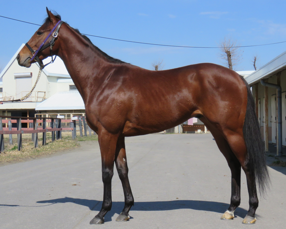 ユイノレジスタンス　　牡３歳　　※中央競馬　登録抹消_main1