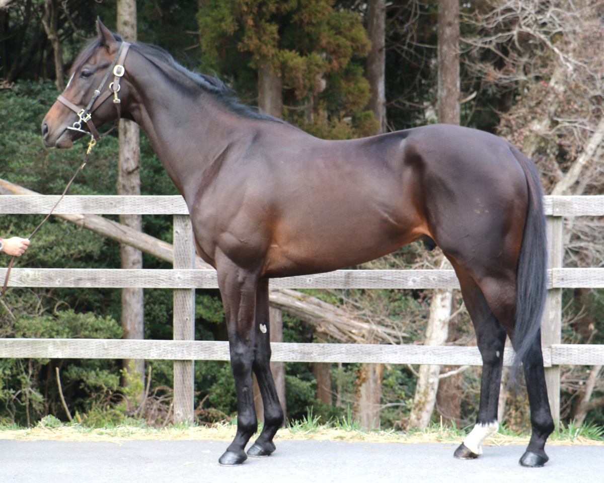 アリステア　　牡４歳　　※中央競馬　登録抹消_main1