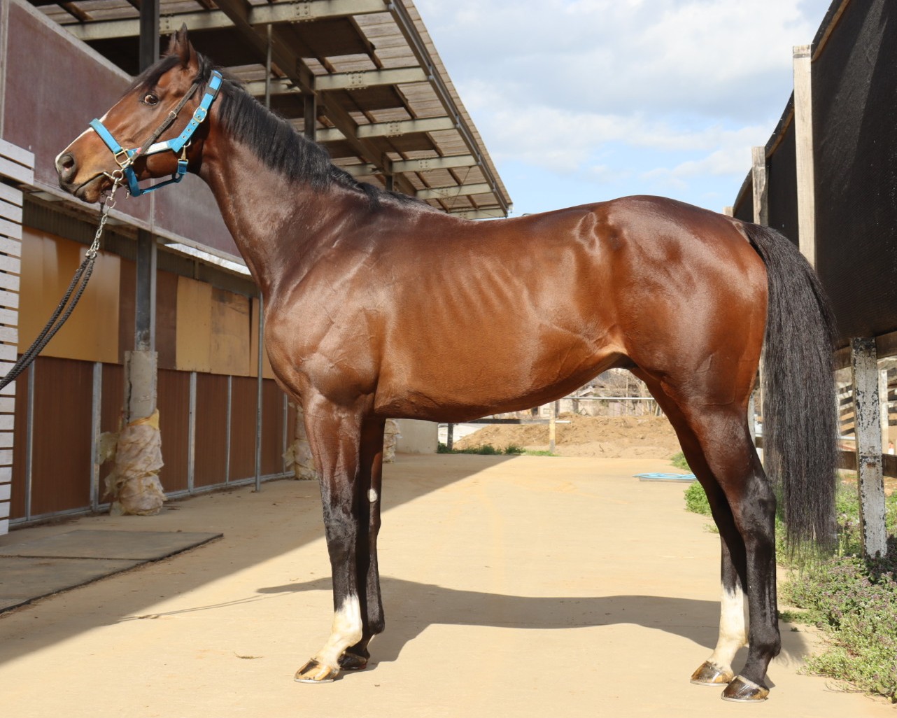 キングズブレス(GB)　　牡５歳　　※中央競馬　登録抹消_main1