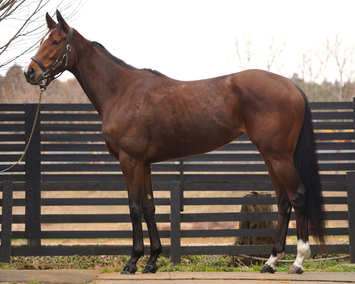 パルストリス　　牝３歳　　※中央競馬　登録抹消_main1