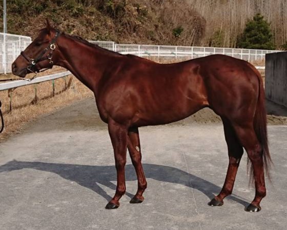 モズオージー　　牡３歳　　※中央競馬　登録抹消_main1