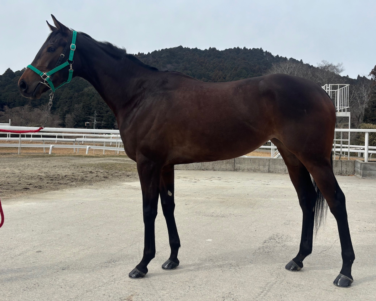 ラカーリア　　牝３歳　　※中央競馬　登録抹消_main1