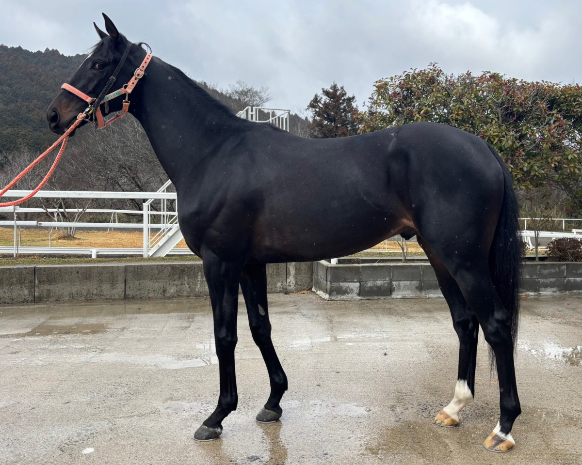 クーレスト　　牡３歳　　※中央競馬　登録抹消_main1