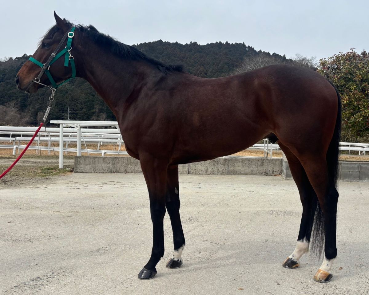 セーデルマンランド　　牡４歳　　※中央競馬　登録抹消_main1