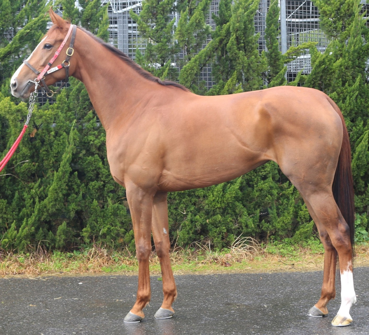 カルドウェル　　牝４歳　　※中央競馬　登録抹消_main1