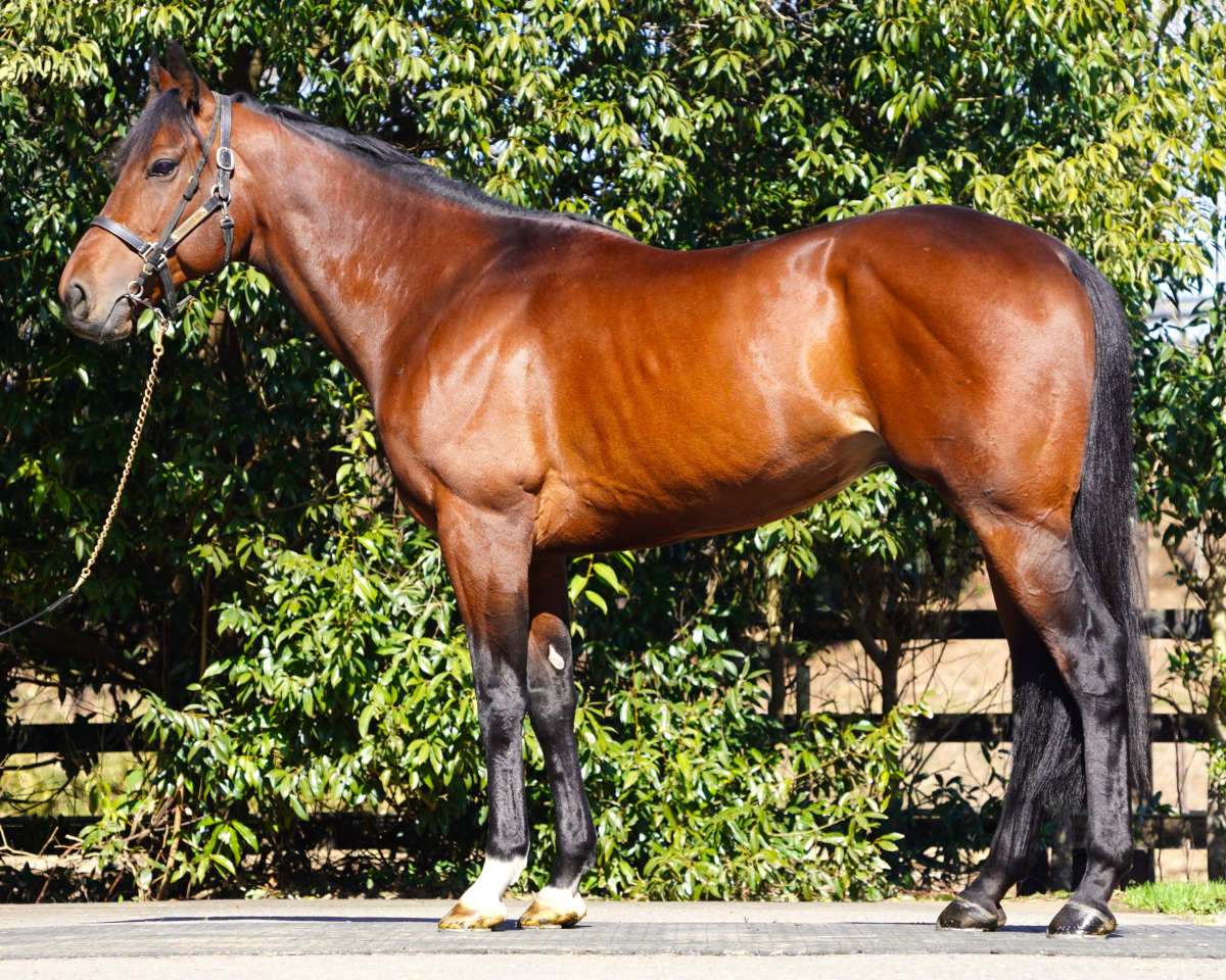 グランプリショット　　牡５歳　　※中央競馬　登録抹消_main1