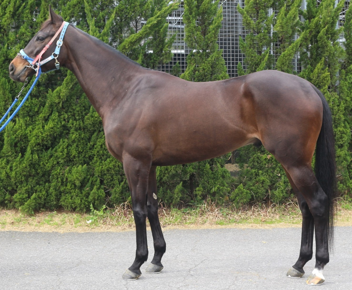 アーマルコライト セン5歳 ※中央競馬 登録抹消 | サラブレッド