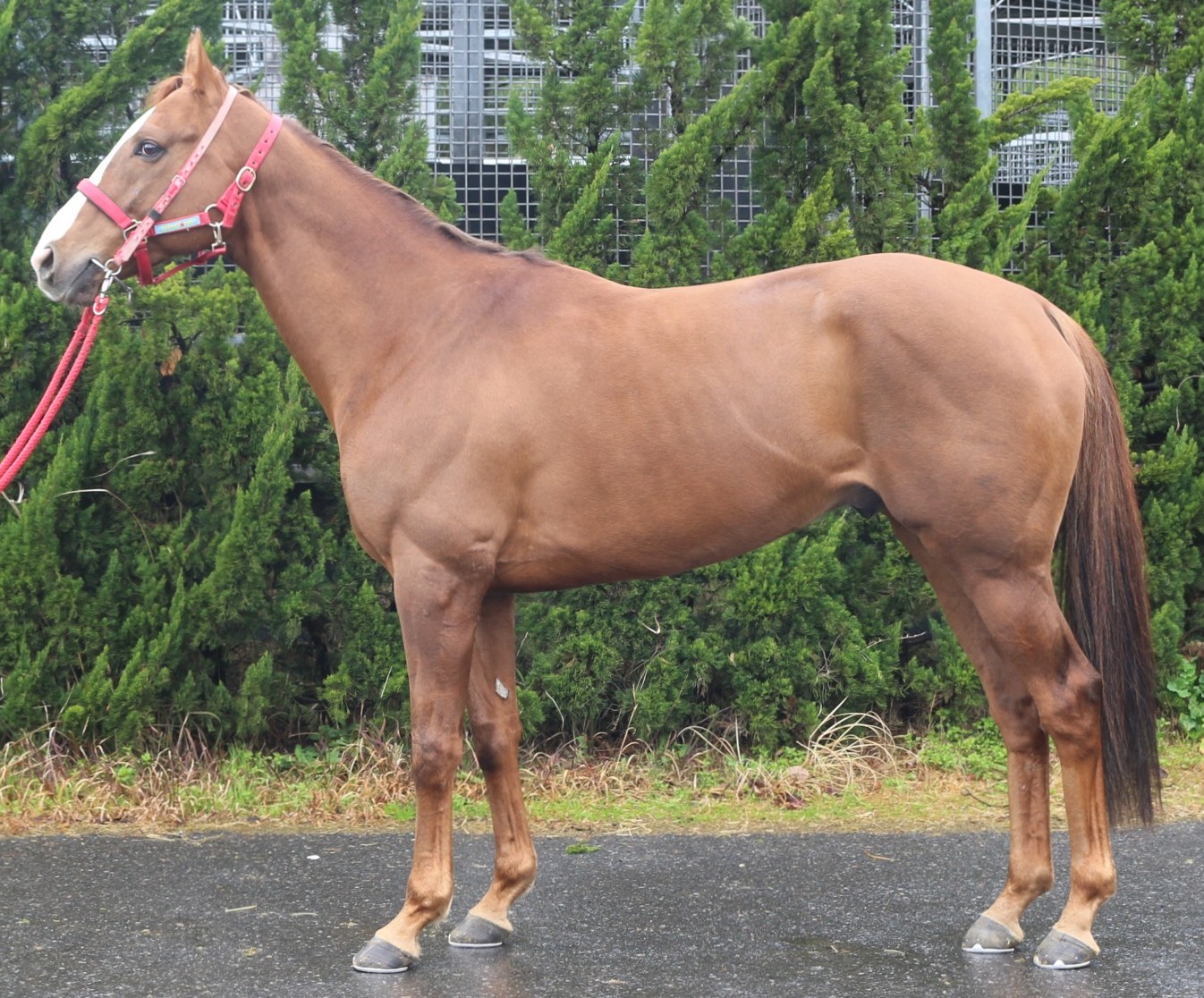 スマラグドス 牡6歳 ※中央競馬 登録抹消 | サラブレッドオークション